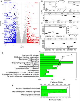 Frontiers | Bromodomain Containing Protein 4 (BRD4) Regulates ...